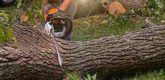 Best Commercial Tree Services  in Memphis, MO