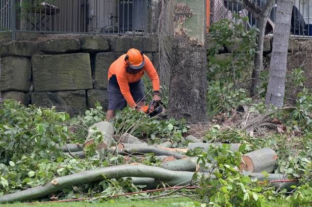 Best Tree and Shrub Care  in Memphis, MO